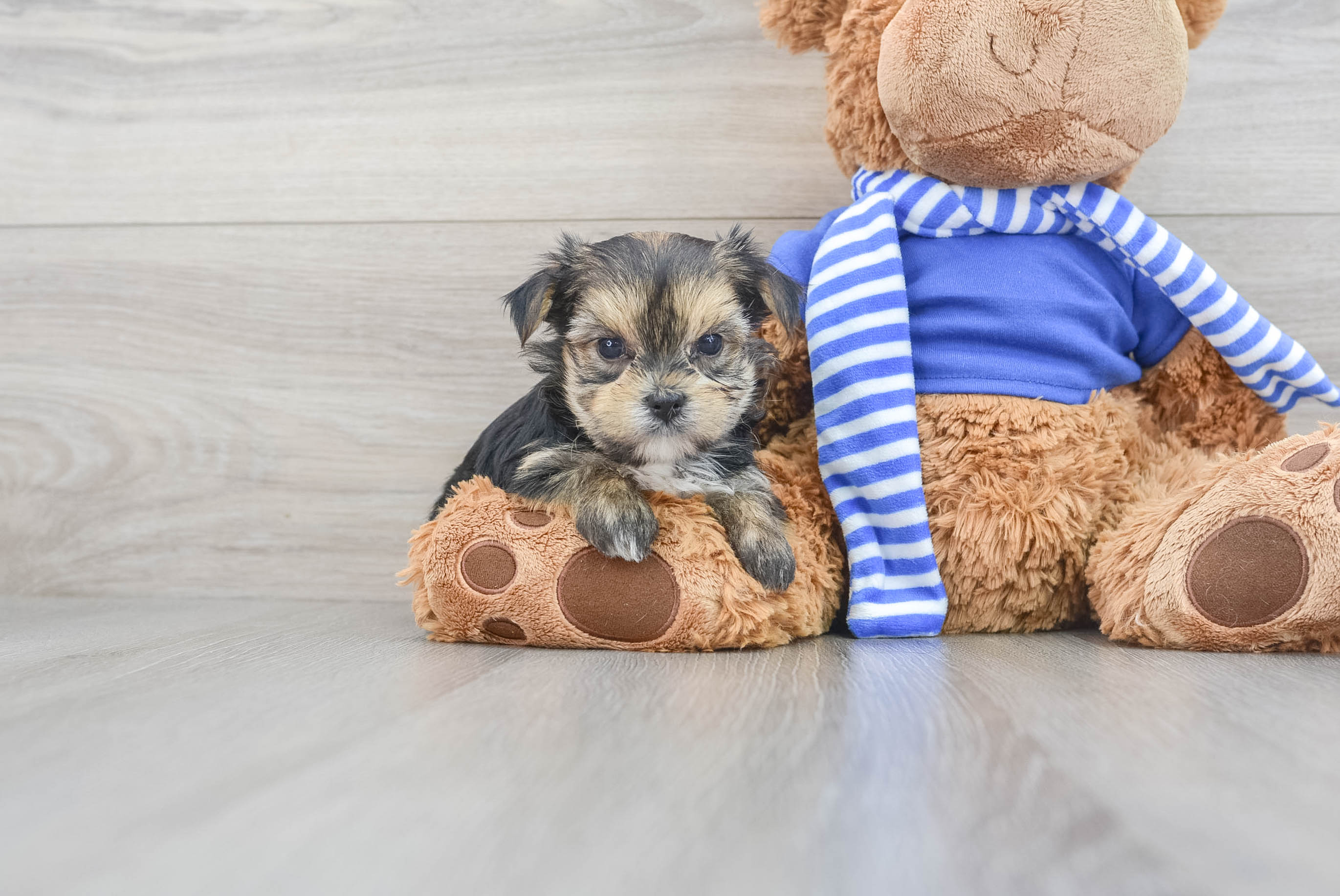 Baby morkie clearance