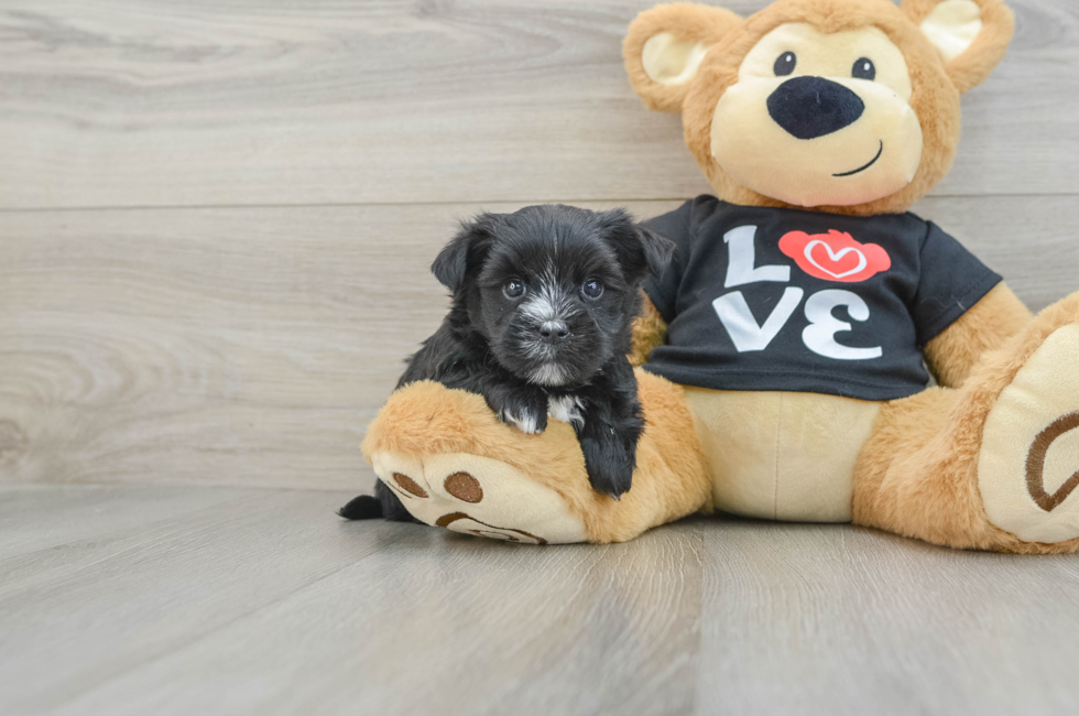 6 week old Morkie Puppy For Sale - Puppy Love PR