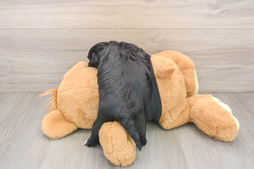 Morkie Pup Being Cute