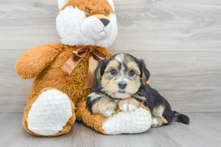 Meet Zeppelin - our Morkie Puppy Photo 1/3 - Puppy Love PR Playful Yorkie Designer Puppy