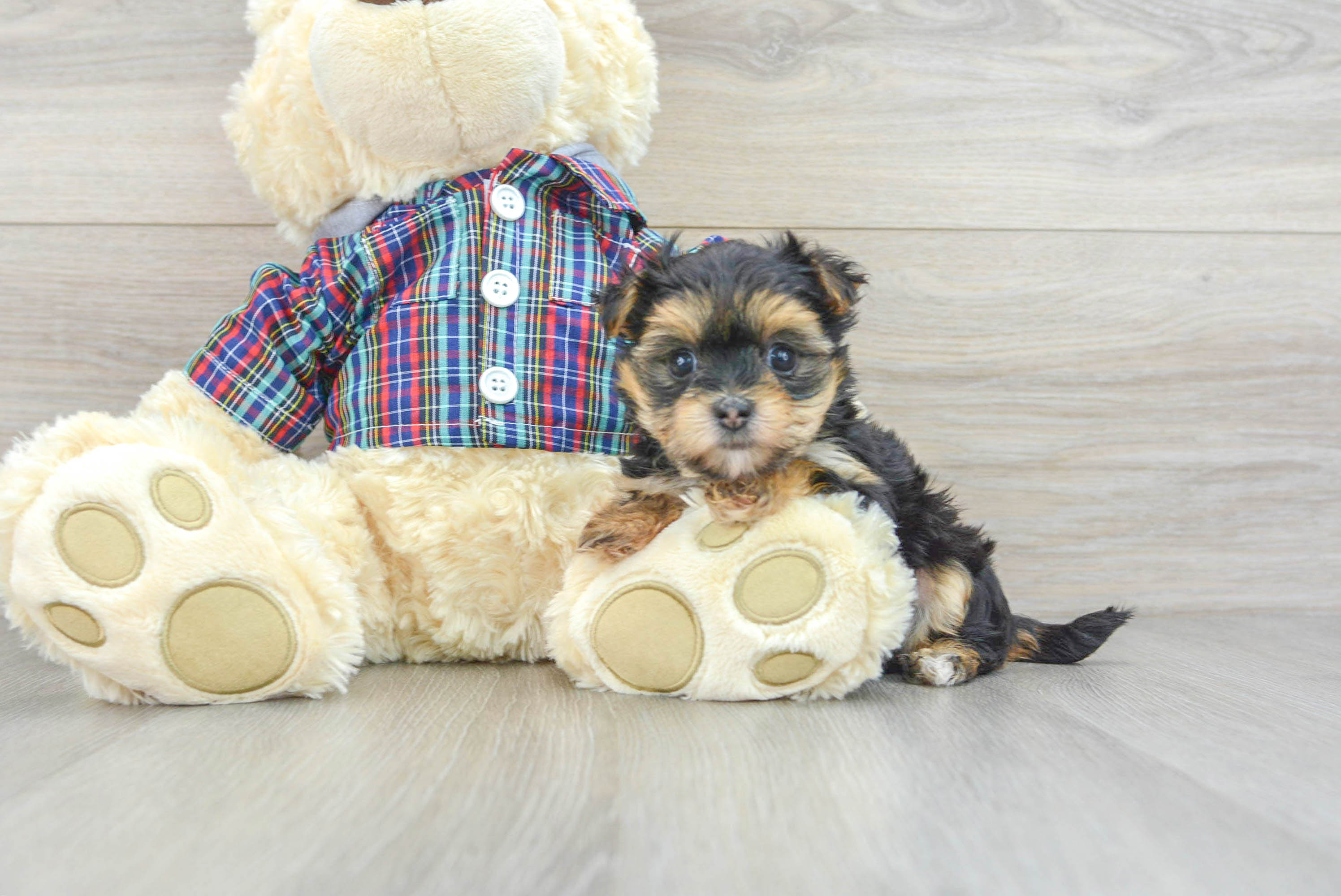 Morkie Puppy for Adoption