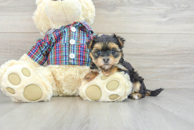 Meet Zibby - our Morkie Puppy Photo 1/3 - Puppy Love PR Morkie Puppy for Adoption
