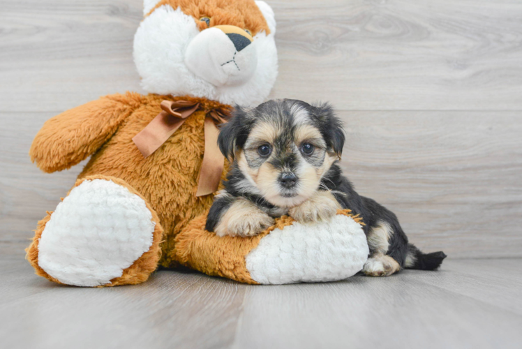 Meet Zibby - our Morkie Puppy Photo 1/3 - Puppy Love PR Energetic Yorkie Designer Puppy
