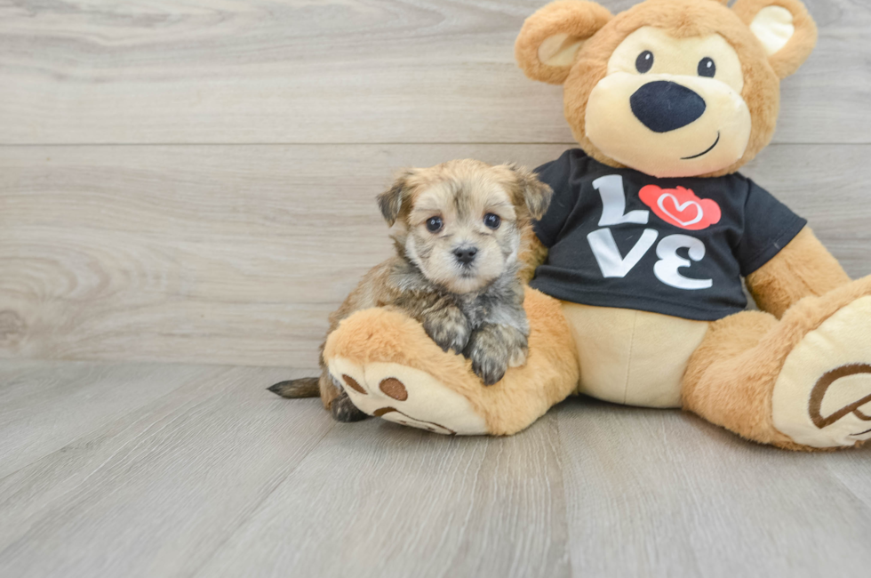 6 week old Morkie Puppy For Sale - Puppy Love PR