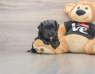 5 week old Morkie Puppy For Sale - Puppy Love PR