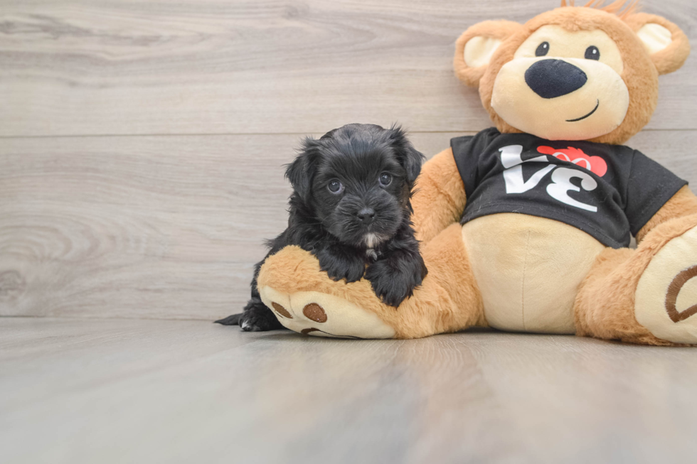 Morkie Pup Being Cute