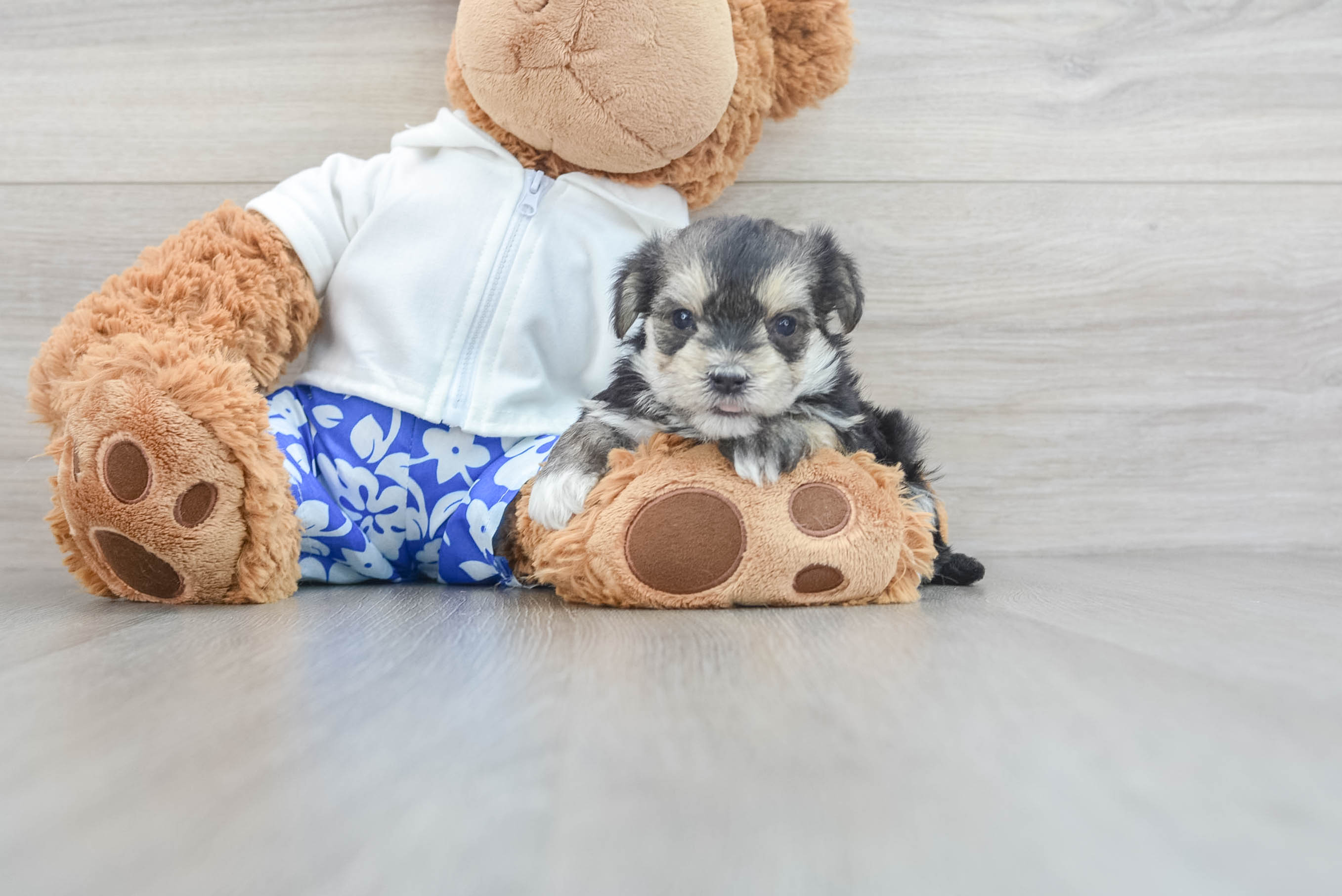 Friendly Morkie Baby
