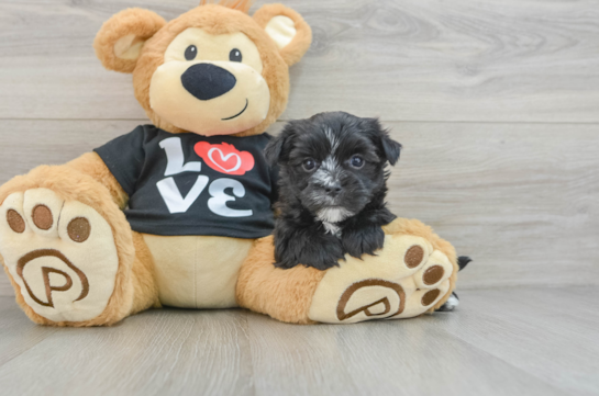 Morkie Pup Being Cute