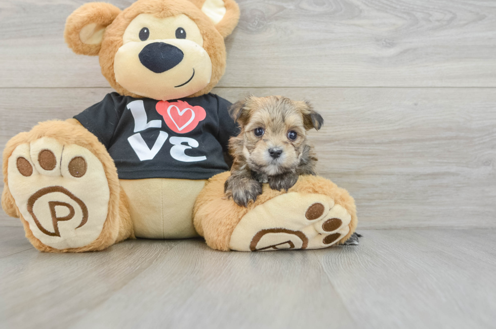 6 week old Morkie Puppy For Sale - Puppy Love PR