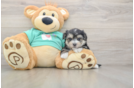 Morkie Pup Being Cute