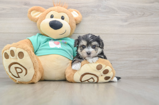 Morkie Pup Being Cute