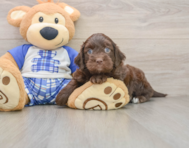 9 week old Mini Bernedoodle Puppy For Sale - Puppy Love PR