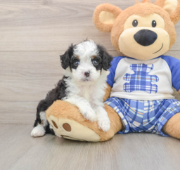 7 week old Mini Bernedoodle Puppy For Sale - Puppy Love PR