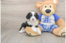 Best Mini Bernedoodle Baby