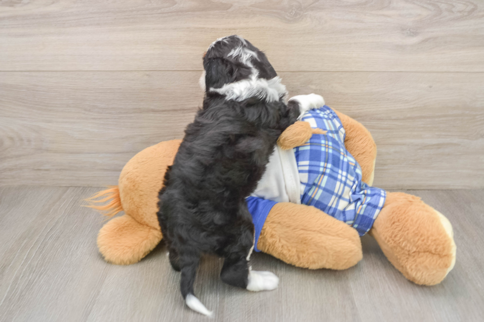 Best Mini Bernedoodle Baby