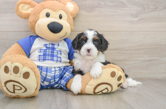 Mini Bernedoodle Puppy for Adoption