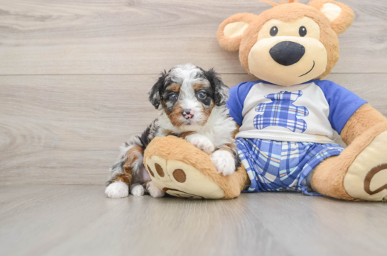 Mini Bernedoodle Puppy for Adoption