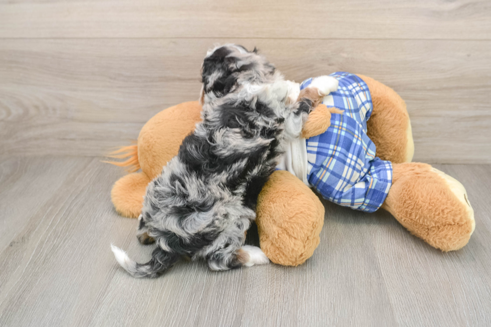 Hypoallergenic Bernese Doodle Poodle Mix Puppy