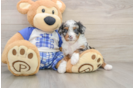 Fluffy Mini Bernedoodle Poodle Mix Pup