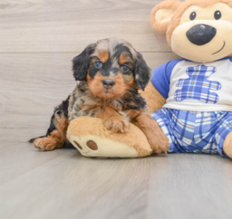7 week old Mini Bernedoodle Puppy For Sale - Puppy Love PR