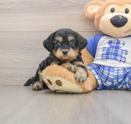 7 week old Mini Bernedoodle Puppy For Sale - Puppy Love PR