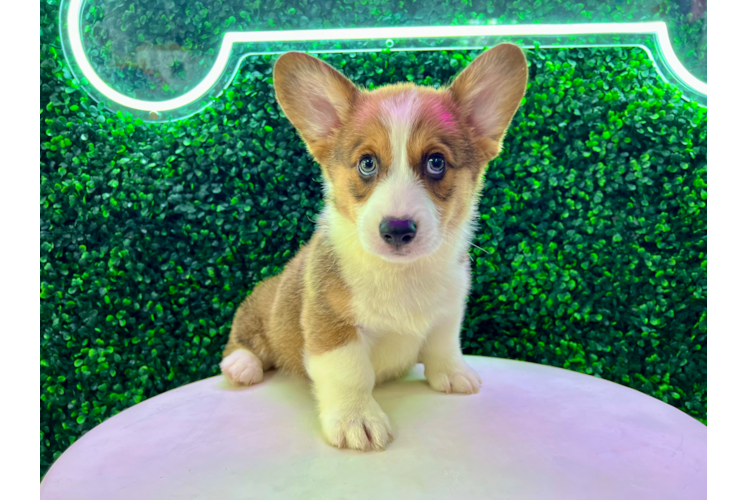 Welsh corgi for hot sale adoption under $500