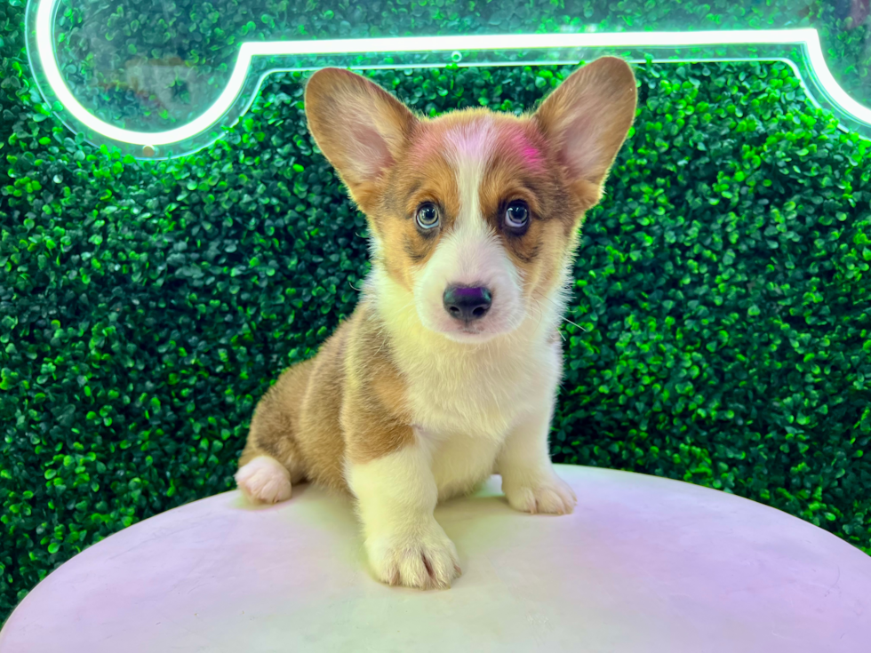 Welsh corgi puppies for hot sale adoption