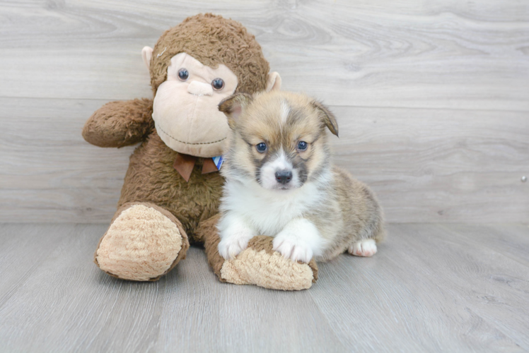 Cute Corgi Purebred Puppy