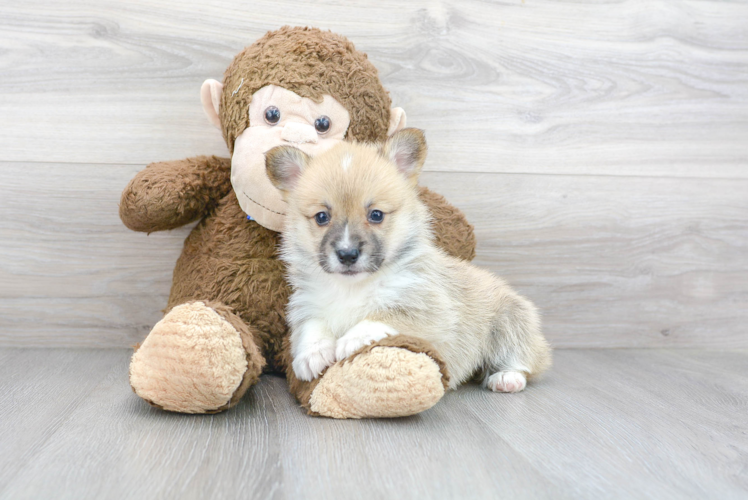 Cute Corgi Purebred Puppy