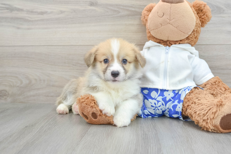 Small Pembroke Welsh Corgi Baby