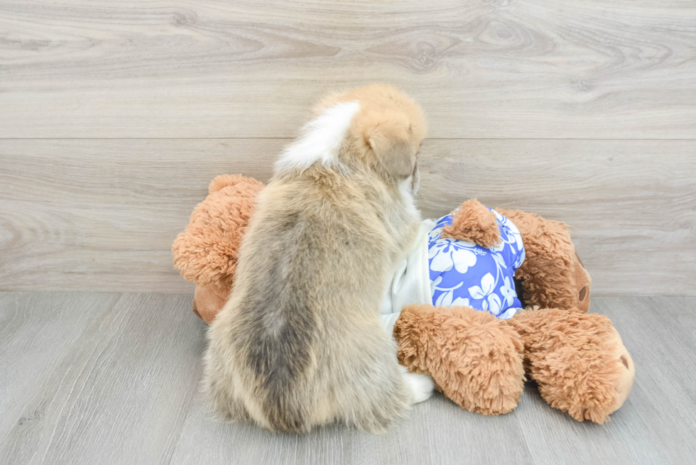 Smart Corgi Purebred Puppy