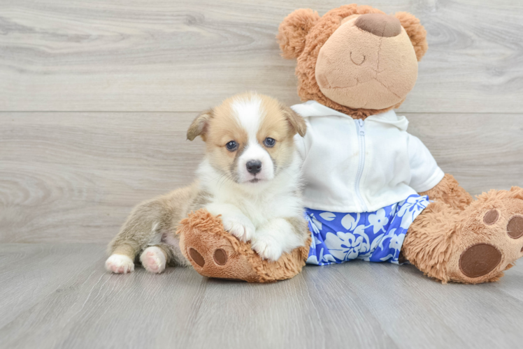 Pembroke Welsh Corgi Puppy for Adoption