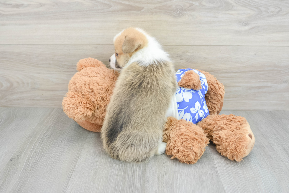 Pembroke Welsh Corgi Pup Being Cute