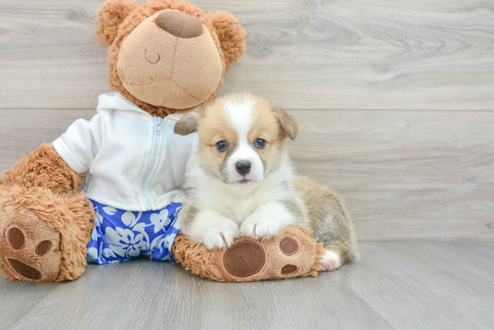 Akc Registered Pembroke Welsh Corgi Baby
