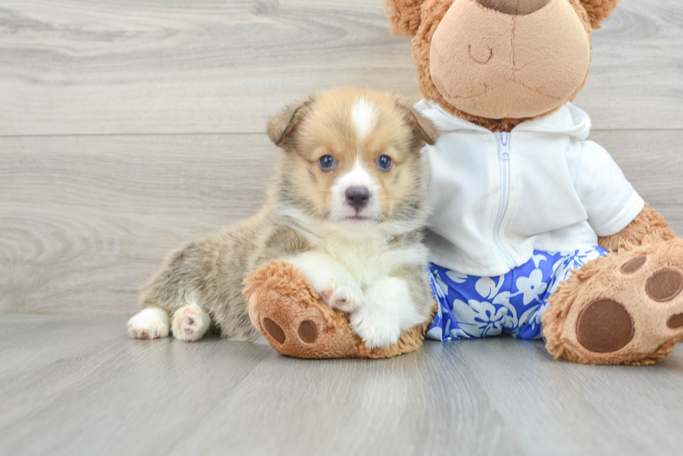 Hypoallergenic Pembroke Welsh Corgi Purebred Pup