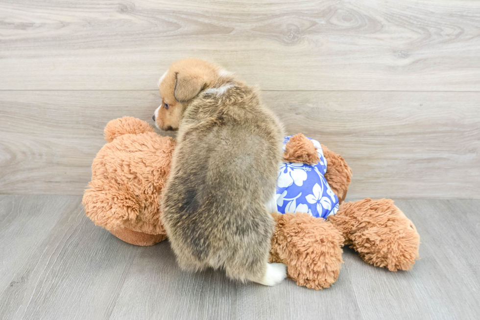 Smart Corgi Purebred Puppy