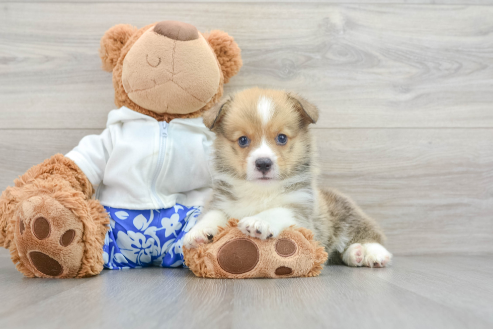 Best Pembroke Welsh Corgi Baby