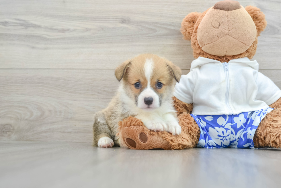 Pembroke Welsh Corgi Pup Being Cute