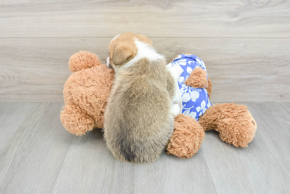 Pembroke Welsh Corgi Pup Being Cute