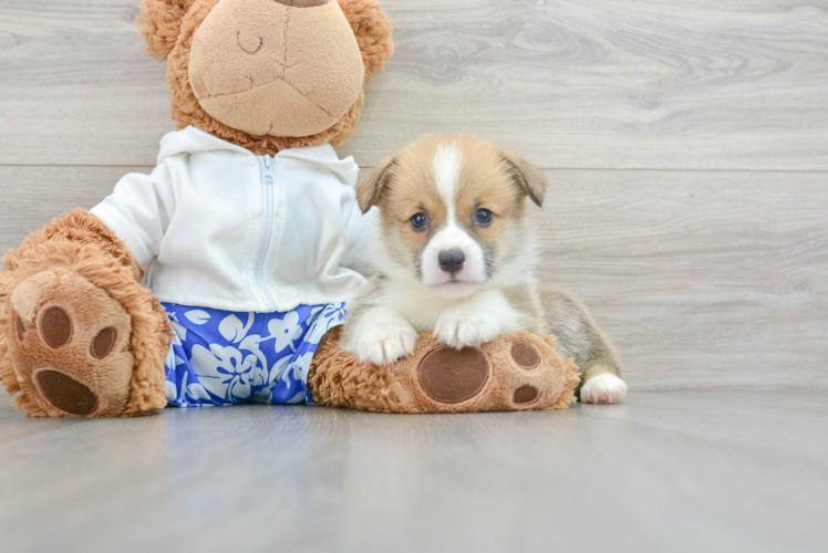 Best Pembroke Welsh Corgi Baby