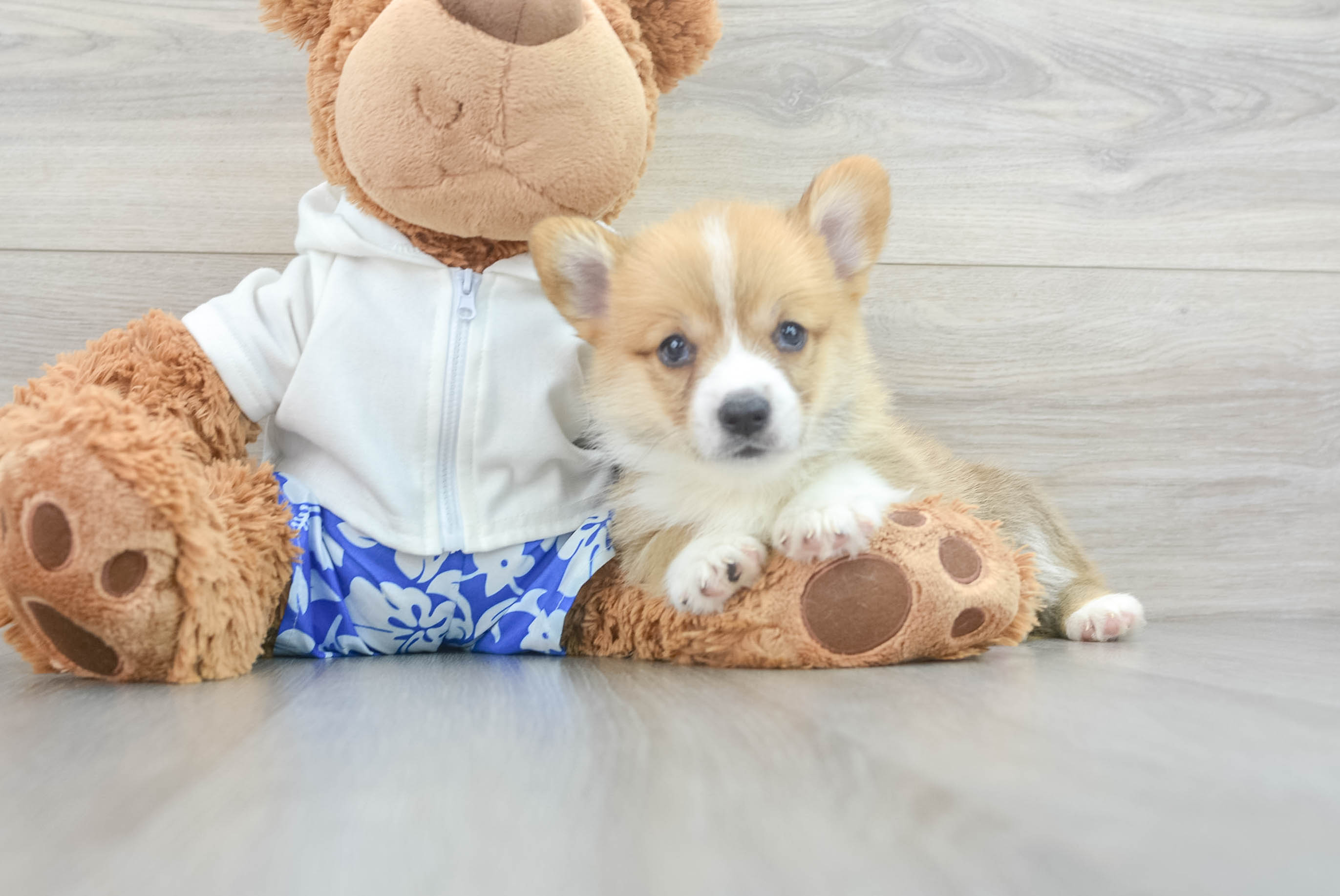 Pembroke Welsh Corgi Pup Being Cute