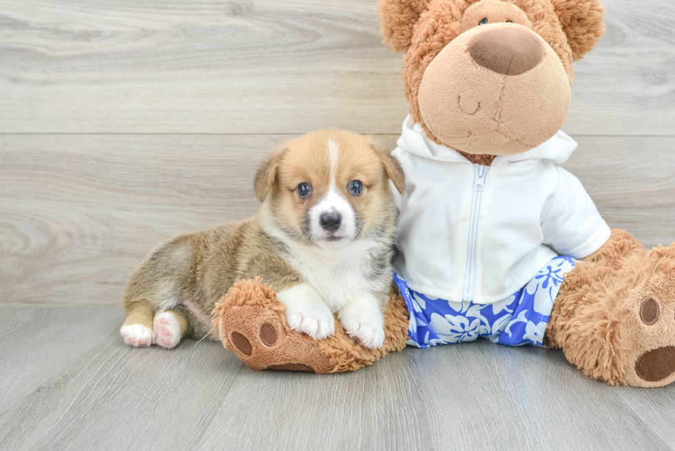 Sweet Pembroke Purebred Puppy