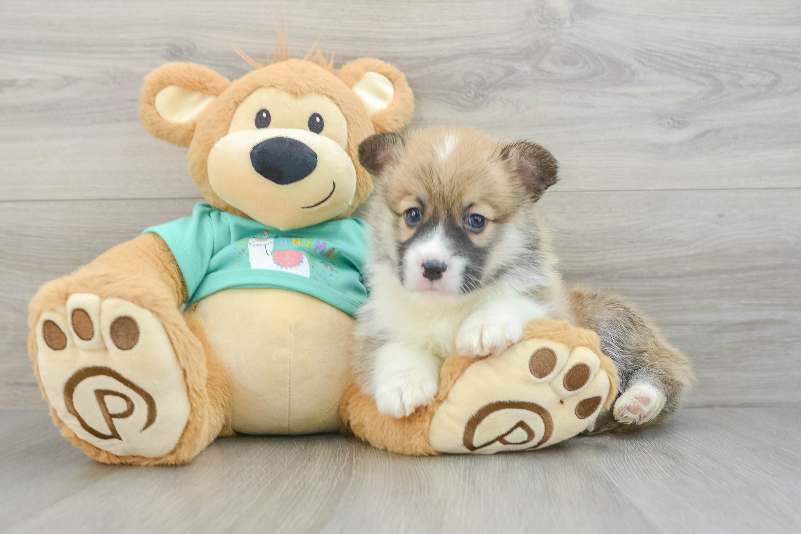Hypoallergenic Pembroke Welsh Corgi Purebred Pup