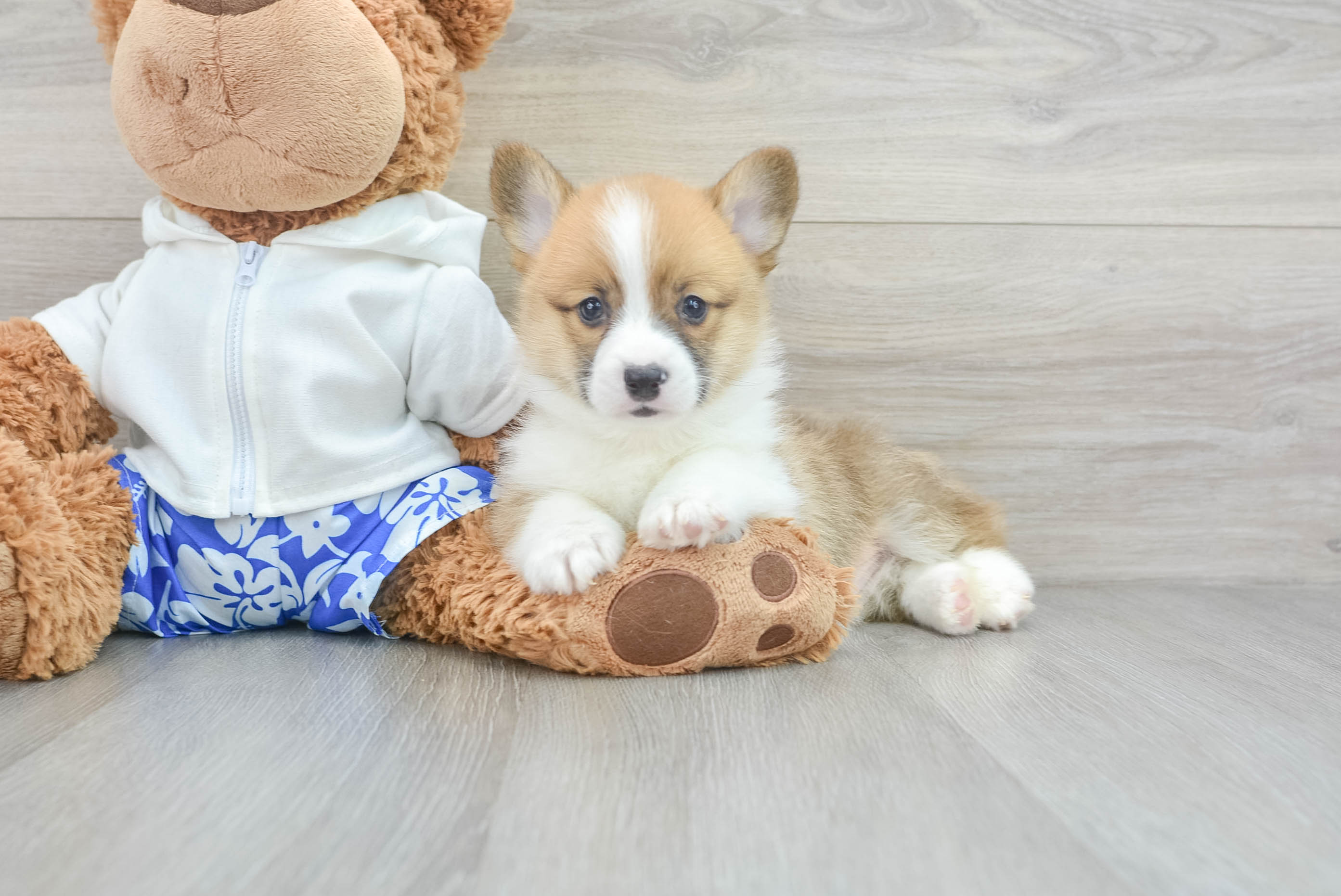 Sweet Corgi Purebred Puppy