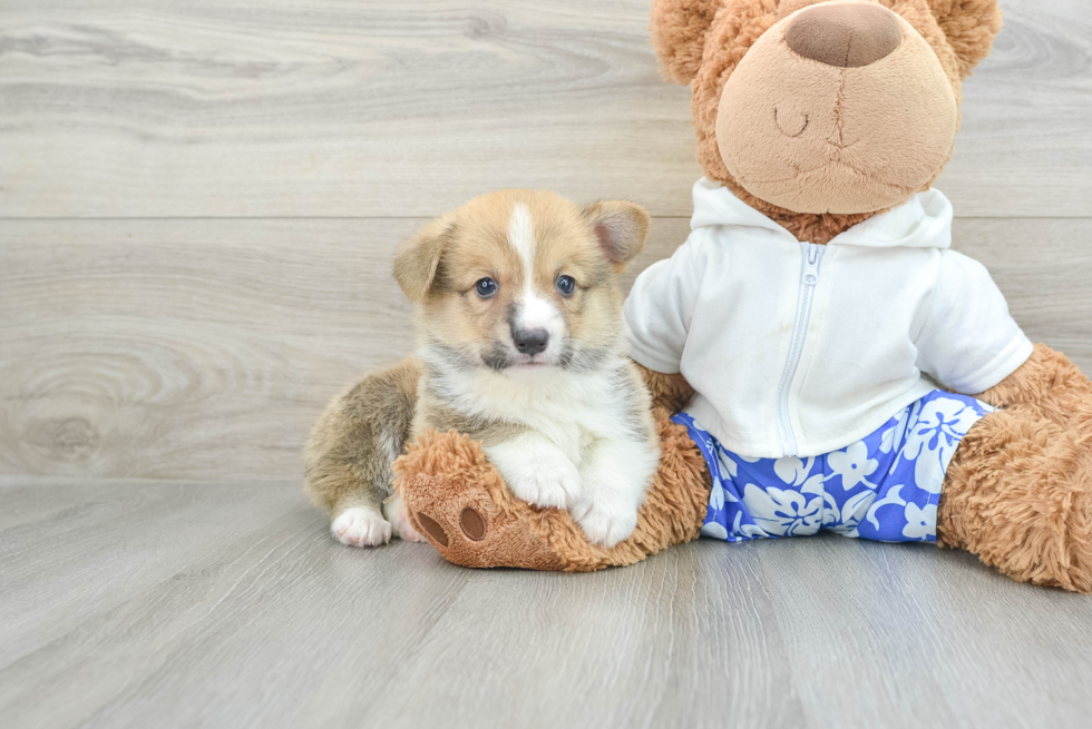 Pembroke Welsh Corgi Puppy for Adoption