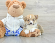 6 week old Pembroke Welsh Corgi Puppy For Sale - Puppy Love PR