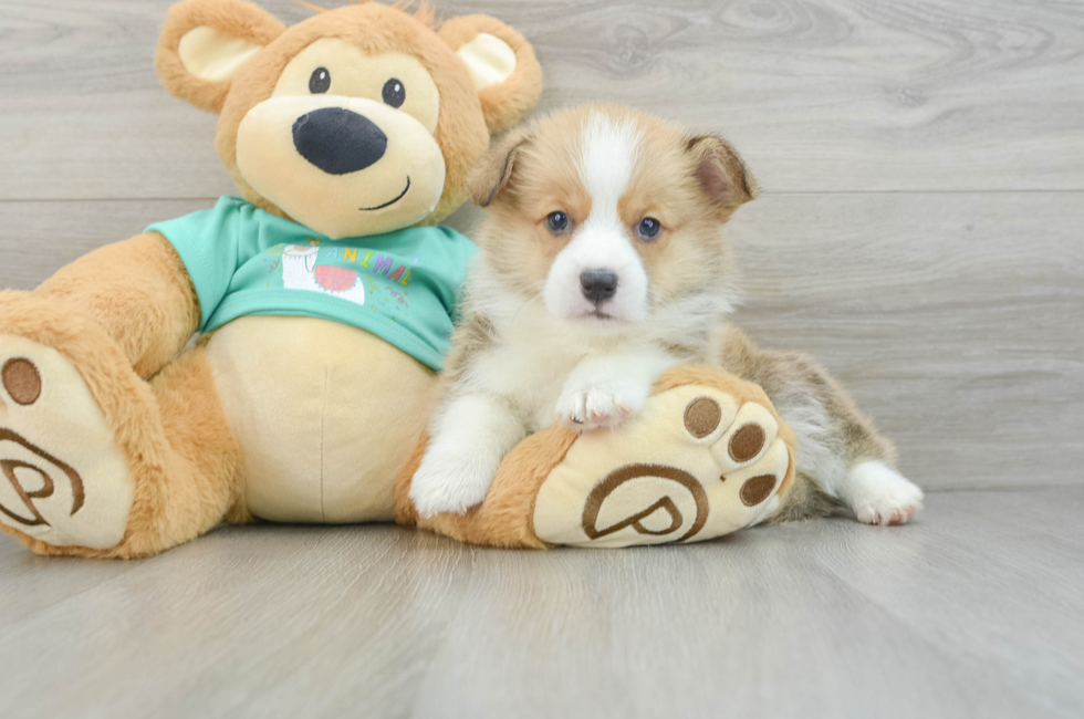 7 week old Pembroke Welsh Corgi Puppy For Sale - Puppy Love PR