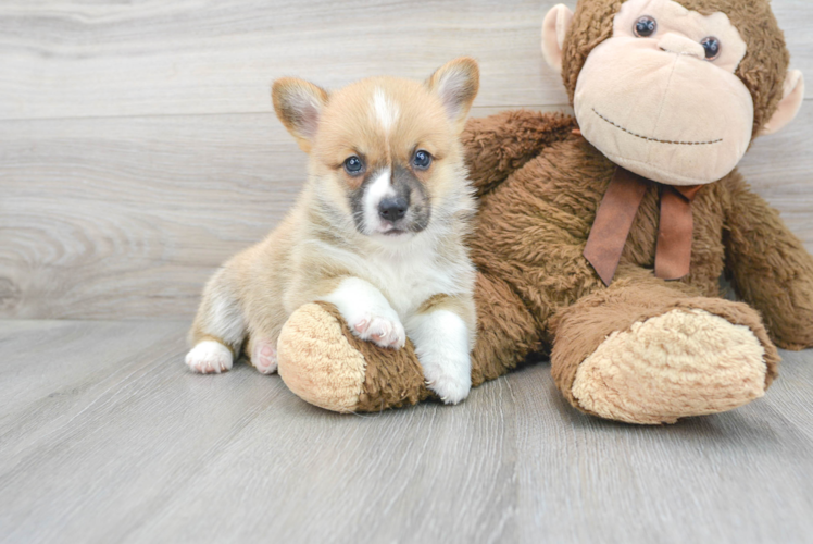 Meet Libra - our Pembroke Welsh Corgi Puppy Photo 1/3 - Puppy Love PR Best Pembroke Welsh Corgi Baby