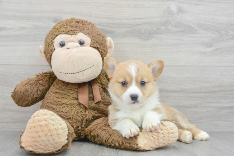 Meet Lillian - our Pembroke Welsh Corgi Puppy Photo 1/3 - Puppy Love PR Best Pembroke Welsh Corgi Baby
