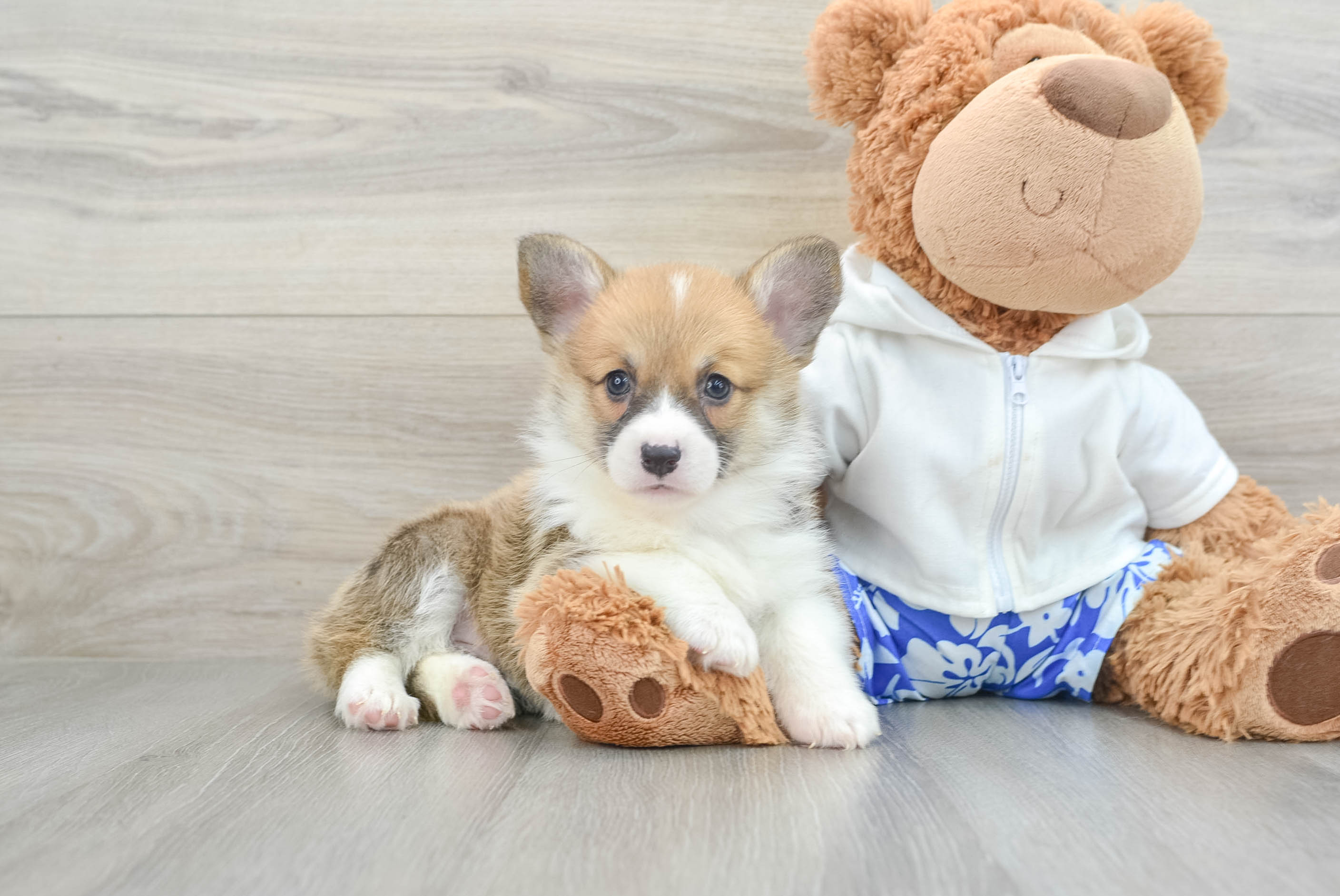 Corgi puppies fashion hypoallergenic